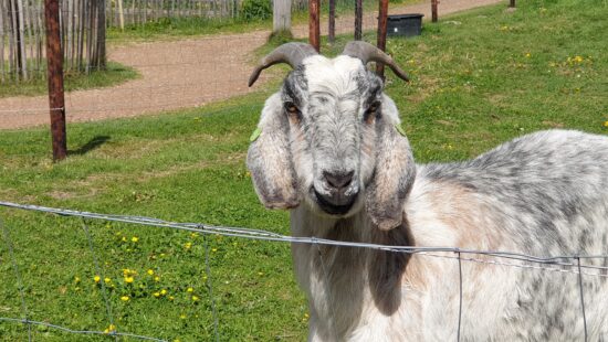 Zorgboerderij Heiveld